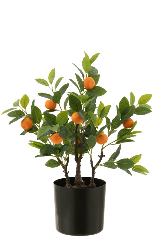 J-Line sinaasappelboom in pot